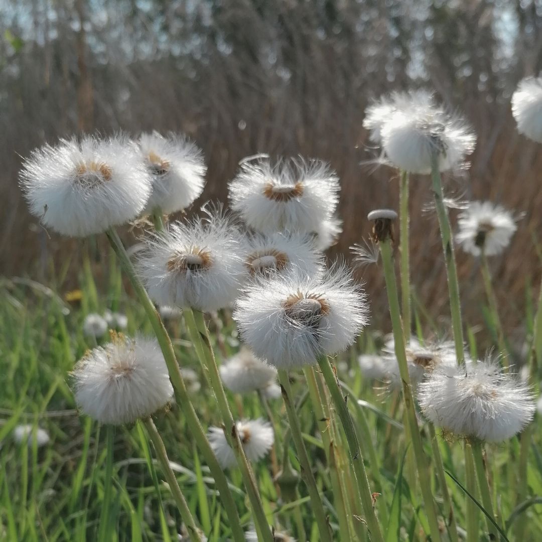 Pusteblume
