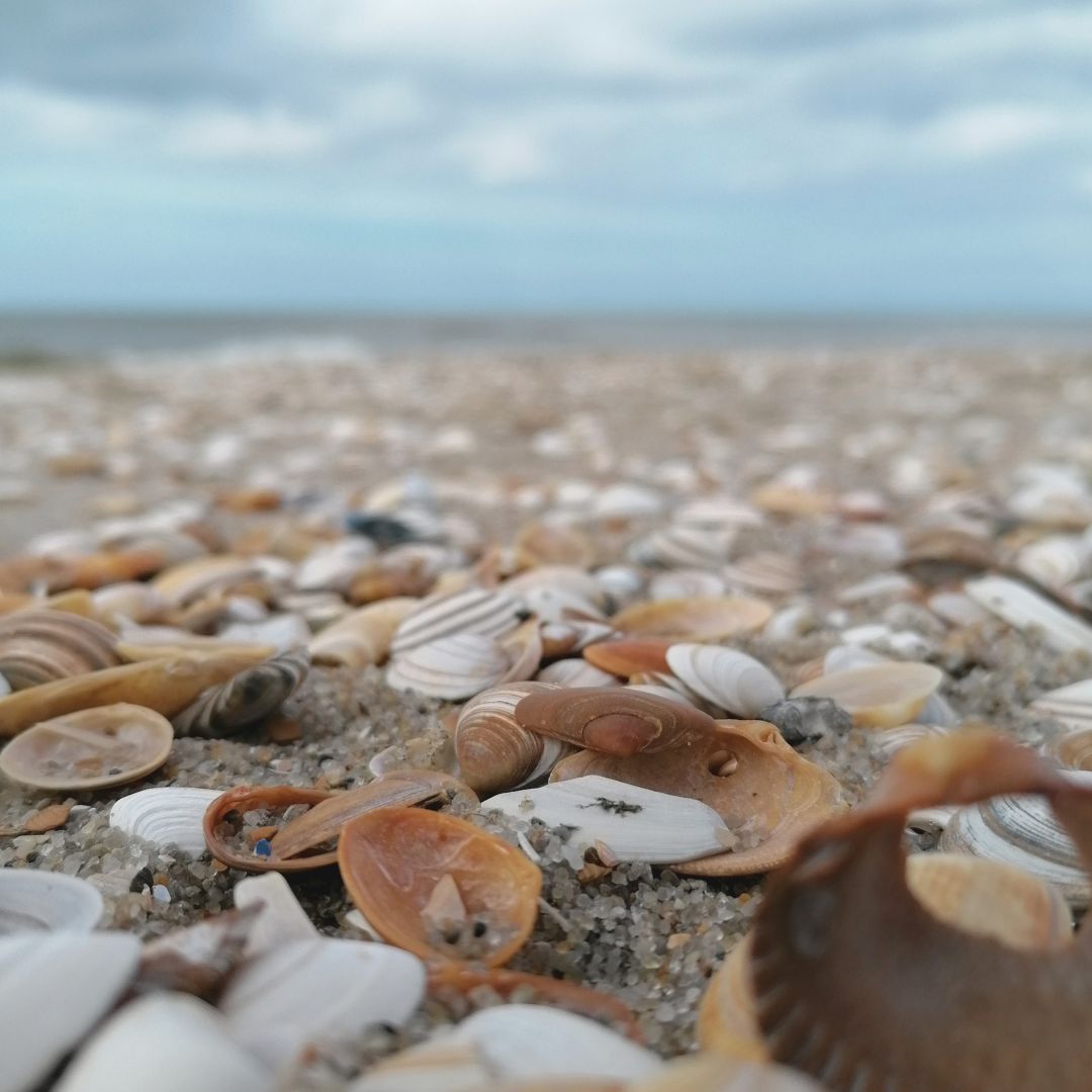 Muscheln